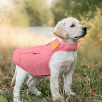 Dog Clothing